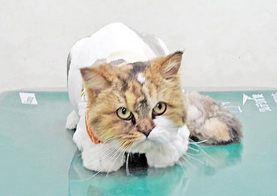 植松クルミちゃん