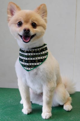 徳留クマちゃん