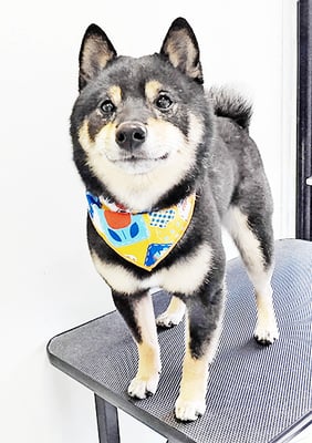 中野めらんちゃん