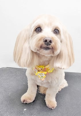 谷山ナナちゃん