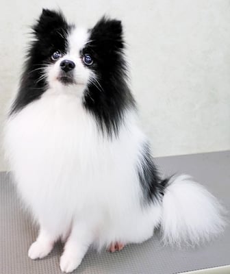 森崎マリアンちゃん