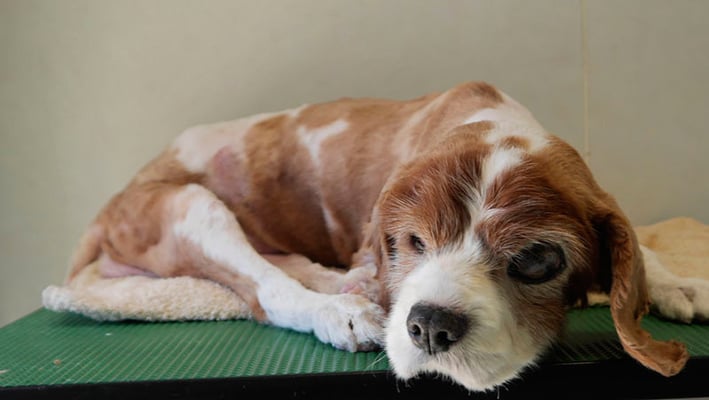 折田モカちゃん