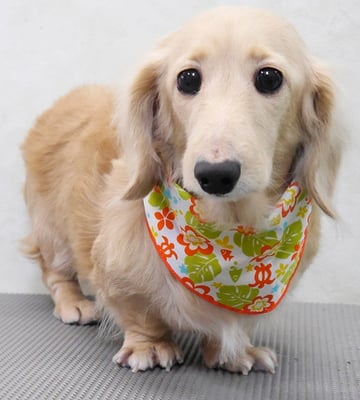 鳥越ハッピーちゃん