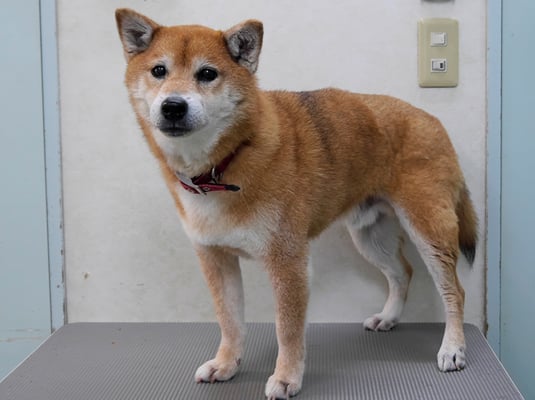 大井ジュンちゃん