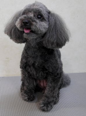 森崎ラブちゃん