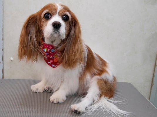 福留ジルちゃん