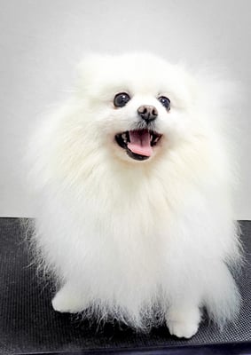 八木ピュアちゃん