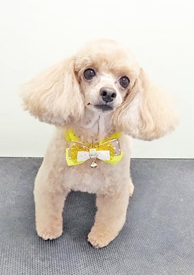 森崎ネネちゃん