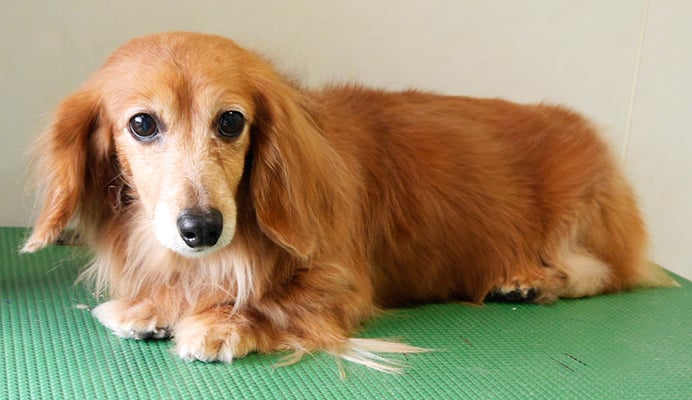 川吉モモちゃん