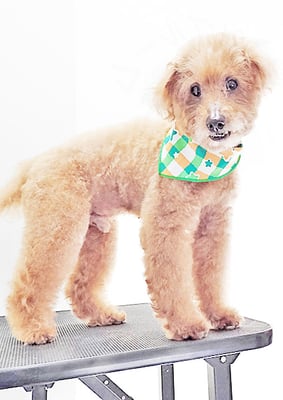 前田ソルファちゃん