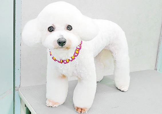 内田おもちちゃん