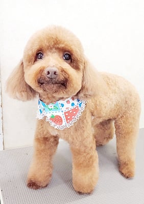 台場モコちゃん