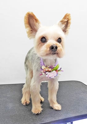 時任ココちゃん