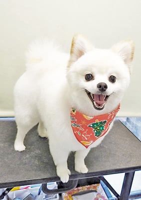 眞田ポポちゃん