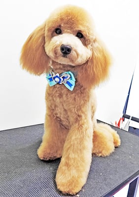 佐多ぶいちゃん