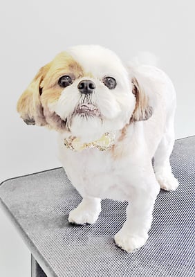 中川ココちゃん