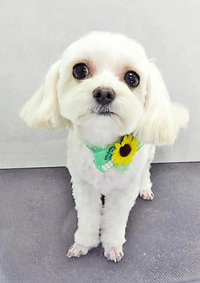 前原バニラちゃん