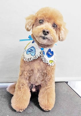 平田小鉄ちゃん