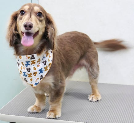 米田ジローちゃん