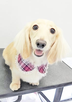 松村エルちゃん