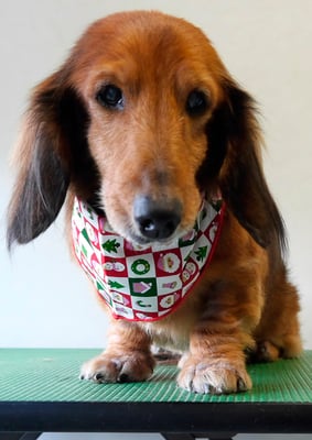 下唐湊モモちゃん