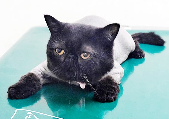 別府ジジちゃん