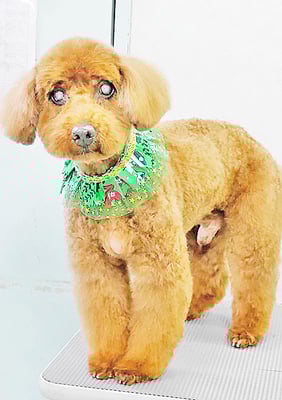 佐々木マルちゃん