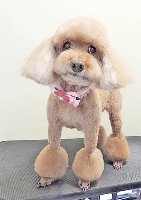 新山モモちゃん