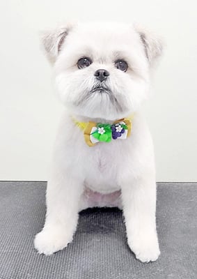 太崎ちゅらちゃん