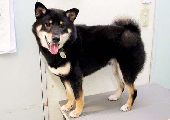 貴島ボタンちゃん