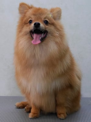 大井ポンタちゃん