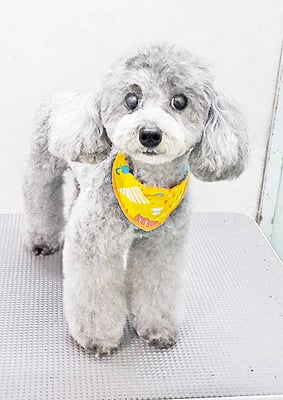 田中ロビンちゃん