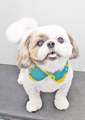 中川ココちゃん