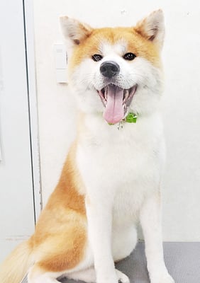 姶良カイちゃん