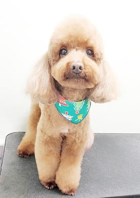 台場モコちゃん