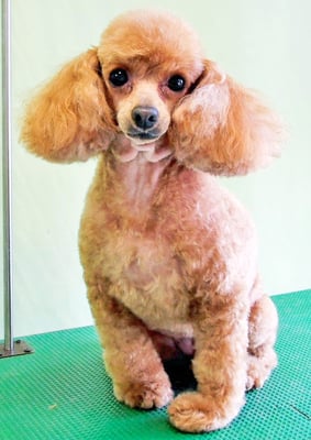 森崎ネネちゃん