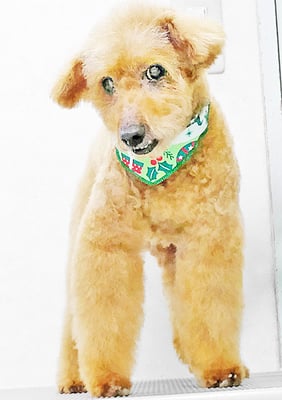 前田ソルファちゃん