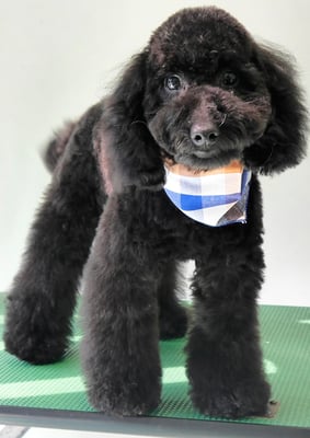 本坊ダノちゃん