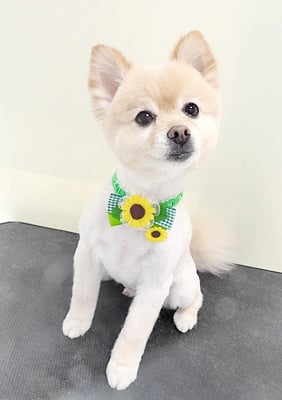 徳留クマちゃん