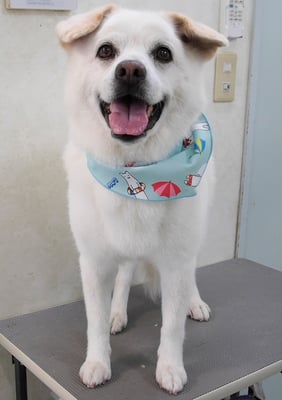 宮屋敷ボンタちゃん