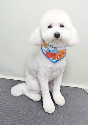 山小田アンディちゃん