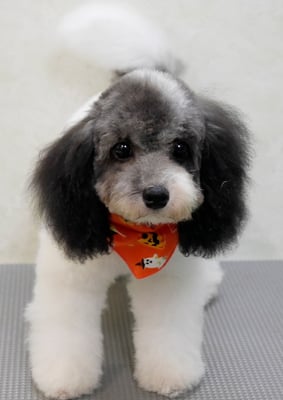 庵イブちゃん