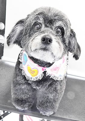 菅原クーちゃん