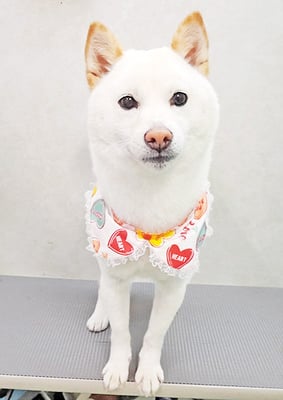 登おもちちゃん