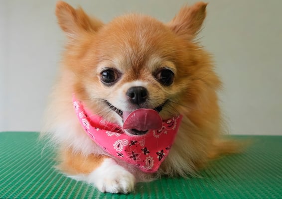 川田オカンちゃん