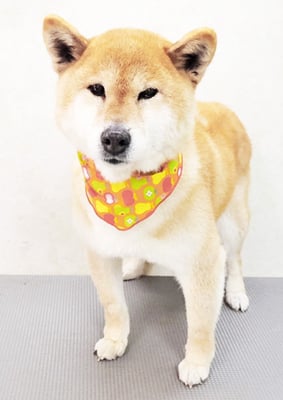 瀧川カルちゃん