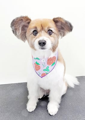 玉利ゆずちゃん