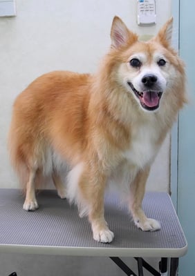 村松ゴンちゃん