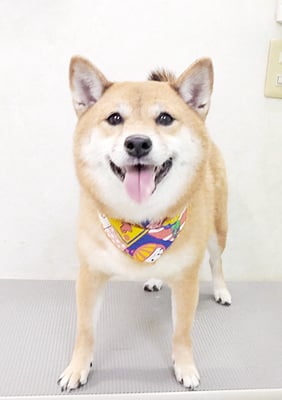 森下むぎちゃん