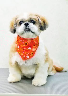 堂園ロンちゃん